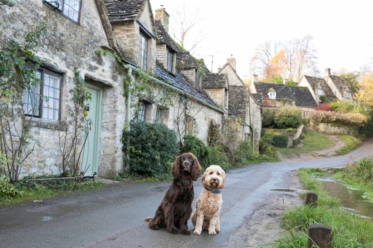 Two dogs sitting on a wet lane between old stone cottages in Bibury in the Cotswolds