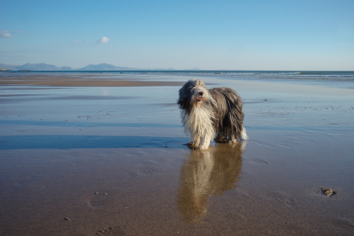 A bearded collie on Newborough beach in Anglesey