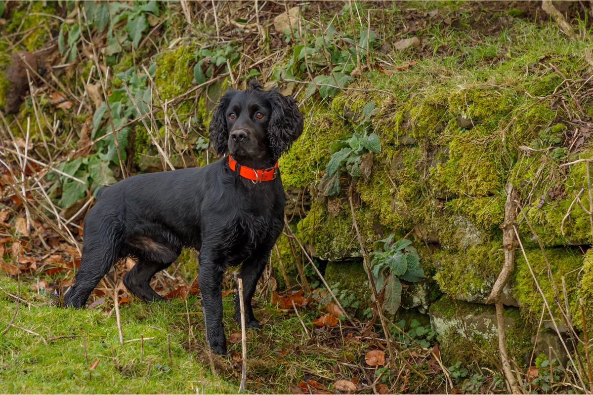 A black cocker spaniel beside a moss-covered bank in Kelsall, Cheshire