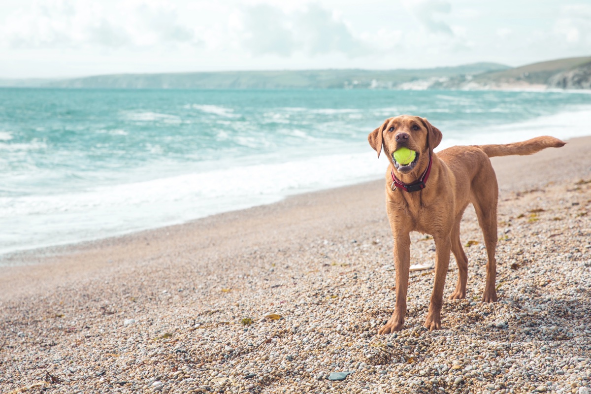 A golden Labrador holding a tennis ball on a Cornish beach beside turquoise sea