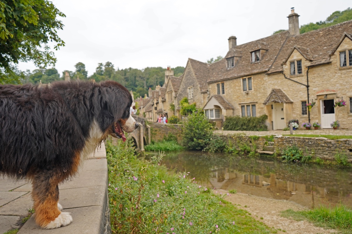A Bernese mountain dog beside the river and stone cottages in Castle Combe