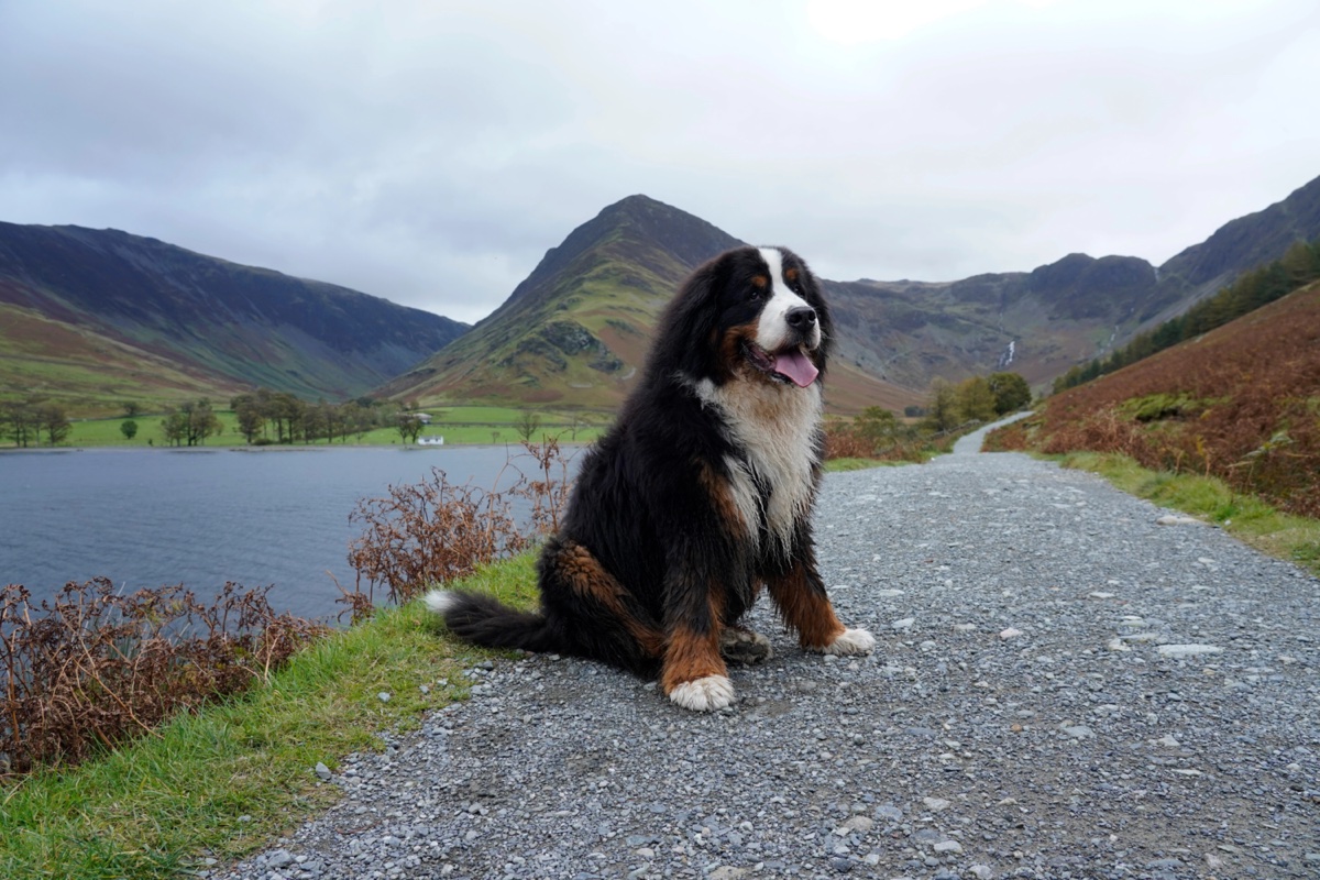 A Bernese mountain dog beside Buttermere in Cumbria