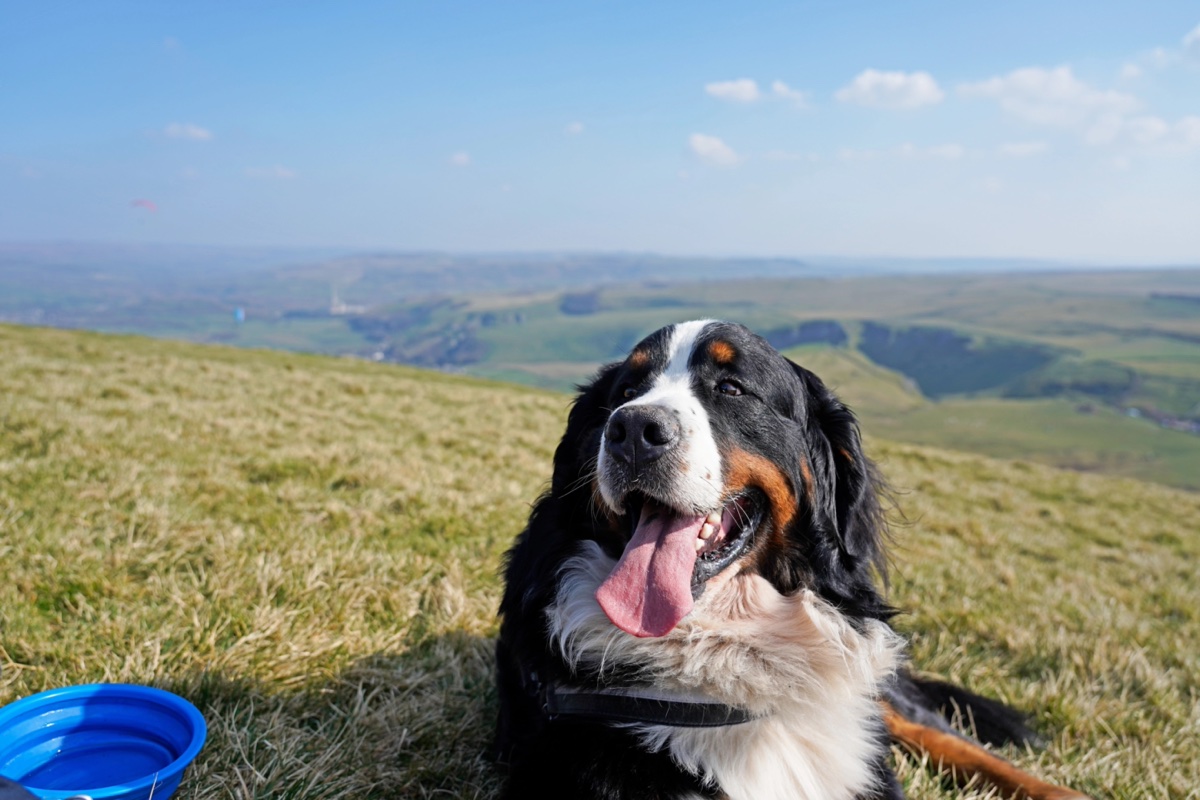 A Bernese mountain dog resting on Mam Tor in Derbyshire