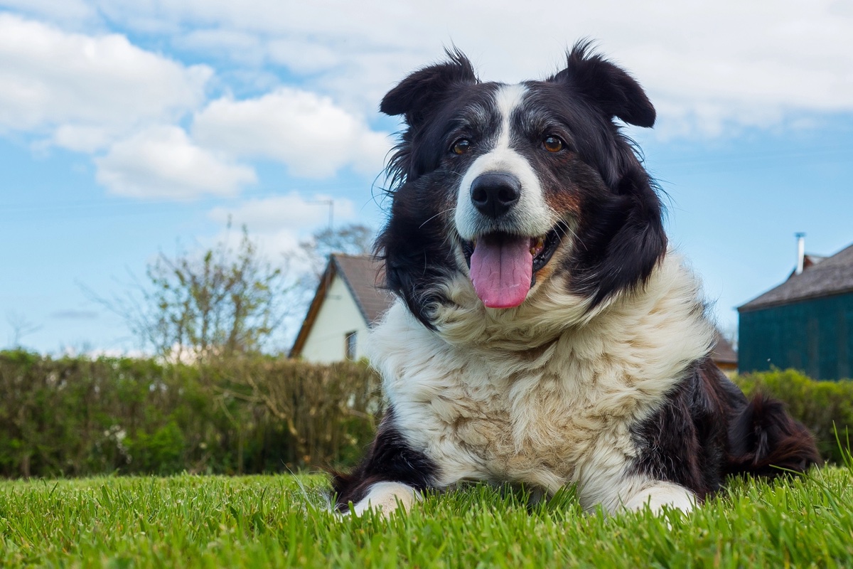 A border collie lying on a lawn in Devon