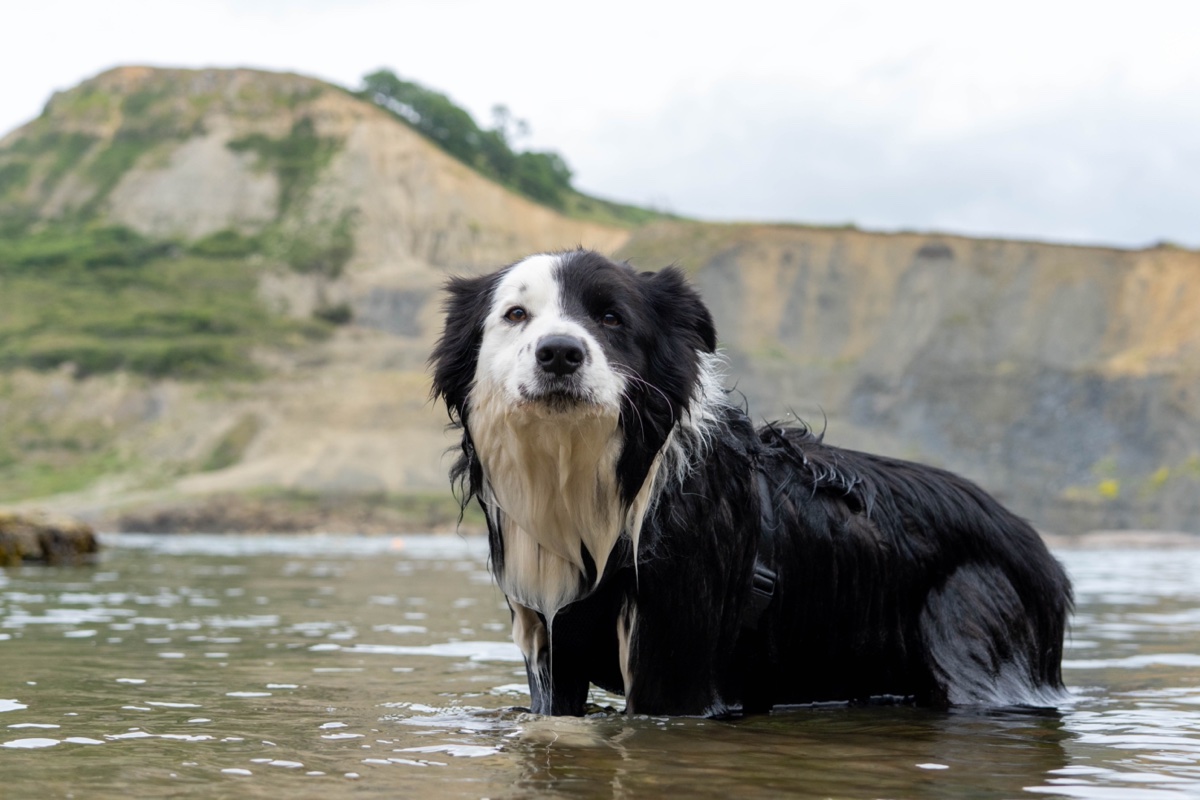 A wet border collie in the sea on Dorset's Jurassic Coast