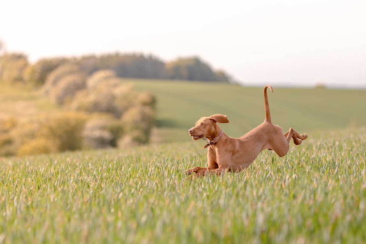 A rust-coloured Vizsla running through a green field in Hampshire