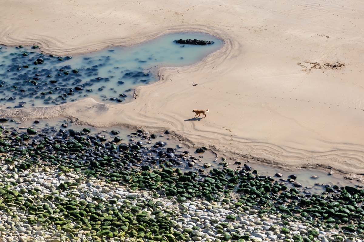 A tan dog trotting alone across the pale low-tide sand at Compton Bay on the Isle of Wight, with rock pools and green mossy boulders in the foreground