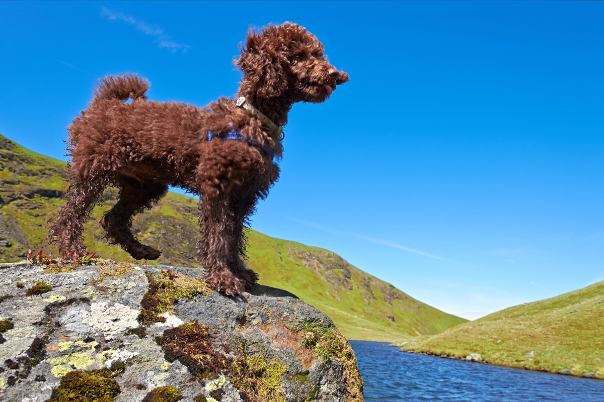 A miniature poodle standing on a rock beside a Lake District tarn