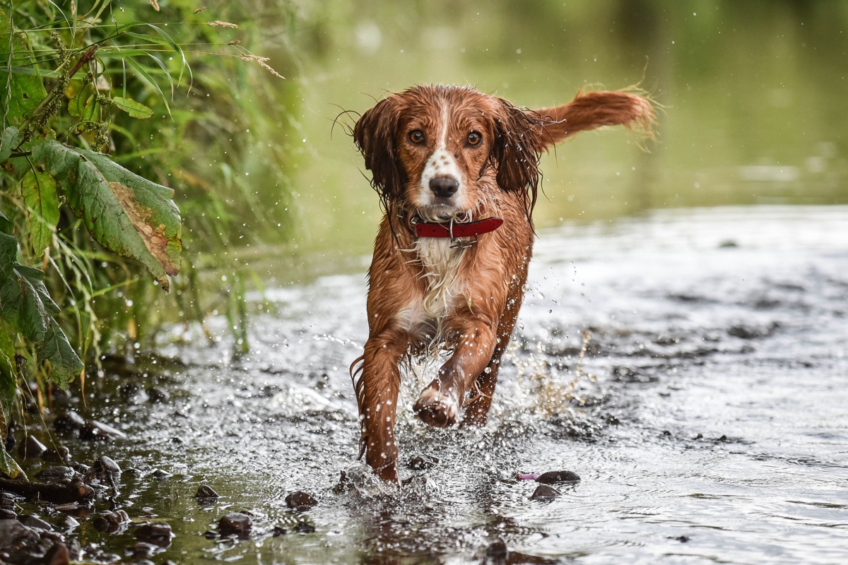 A golden and white spaniel splashing through the River Wyre in Lancashire
