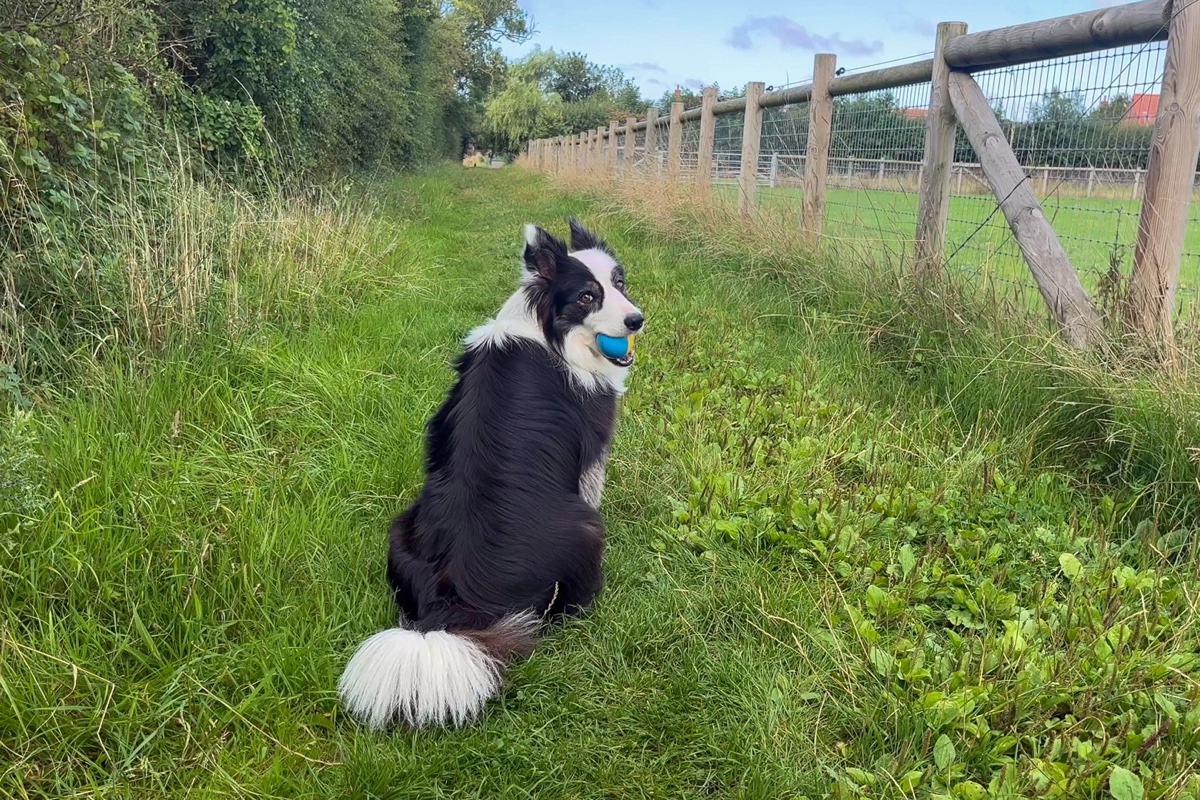 A black and white Border Collie sitting with a ball in a grassy Lincolnshire field