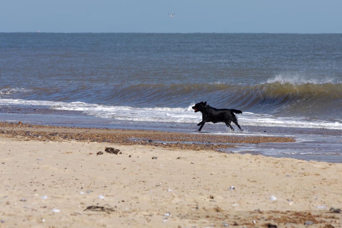 A black dog carrying a red ball on Winterton-on-Sea beach in Norfolk