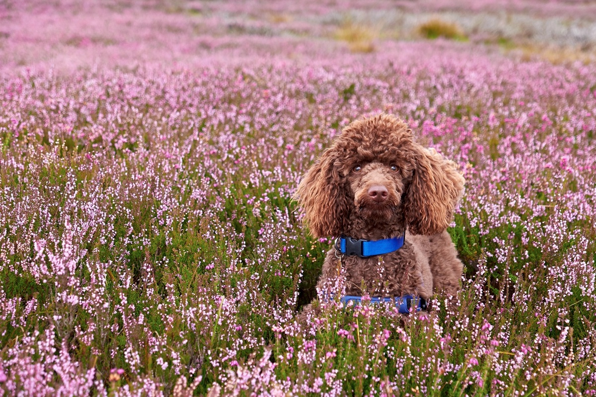 A brown poodle among flowering heather on the Northumberland moors