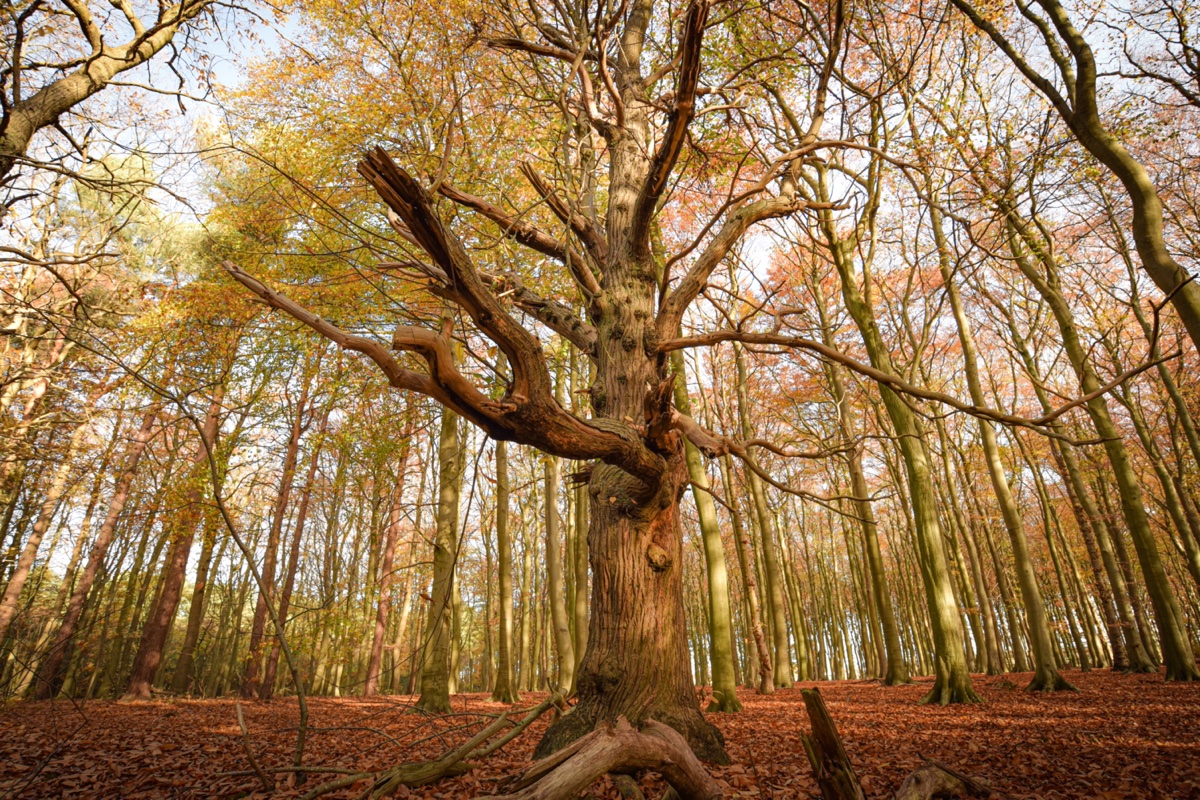 Autumn leaves around an old tree in Sherwood Forest, Nottinghamshire