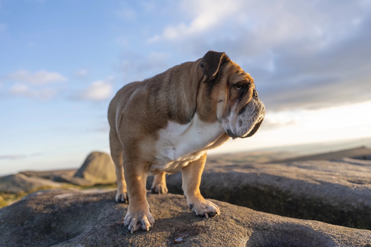 An English bulldog standing on rocks in the Peak District at sunset