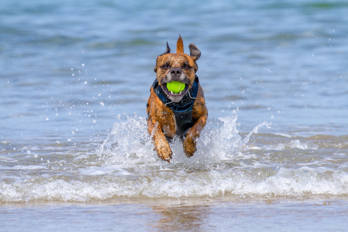 A dog fetching a ball through the surf on a Pembrokeshire beach