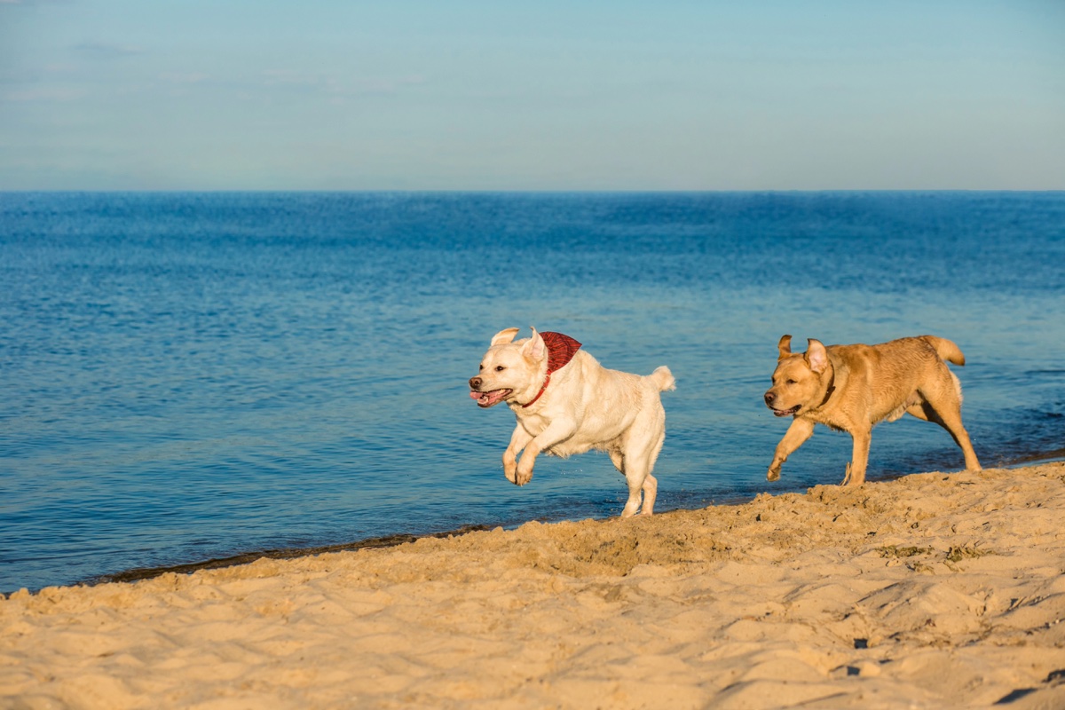 Two golden Labrador retrievers running along a sandy beach beside the sea