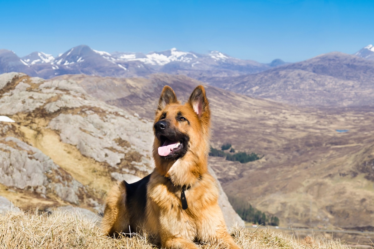 A German shepherd resting on a rocky hillside in the Scottish mountains