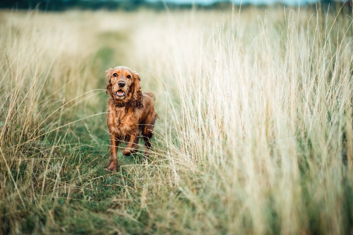A red spaniel running towards the camera along a grassy path
