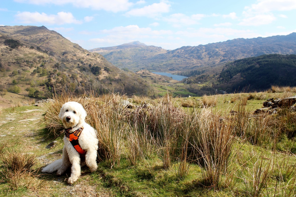 Goldendoodle sitting above Llyn Gwynant with Snowdonia mountains and lake behind