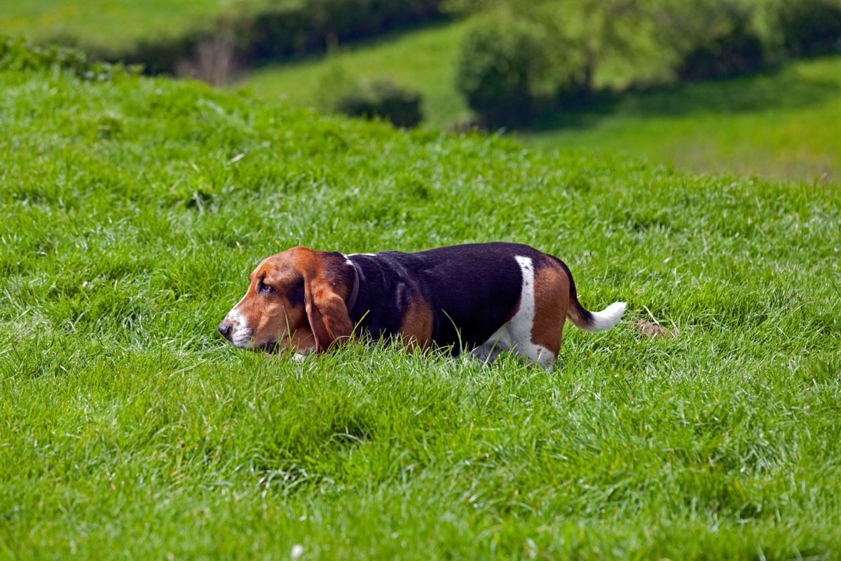 Basset hound moving through a green field in Somerset countryside