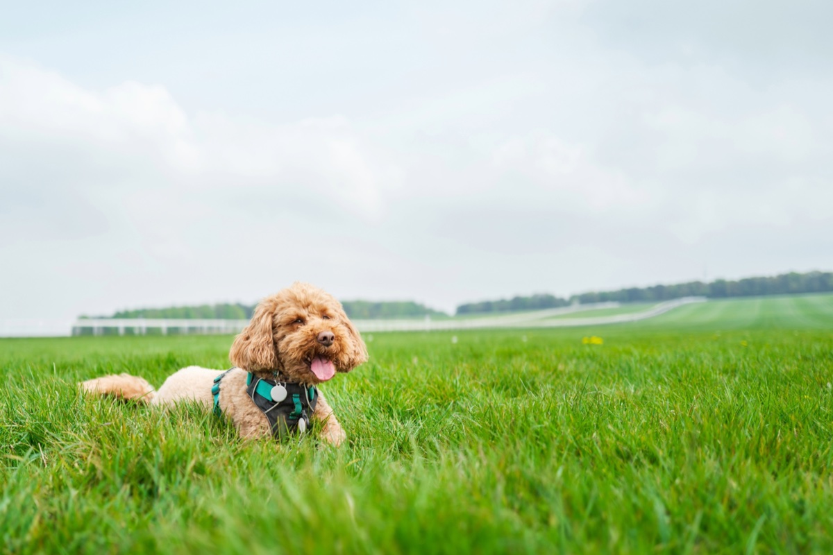 A curly-coated apricot dog lying in a lush green Suffolk meadow, with open grassland and a wide pale sky behind