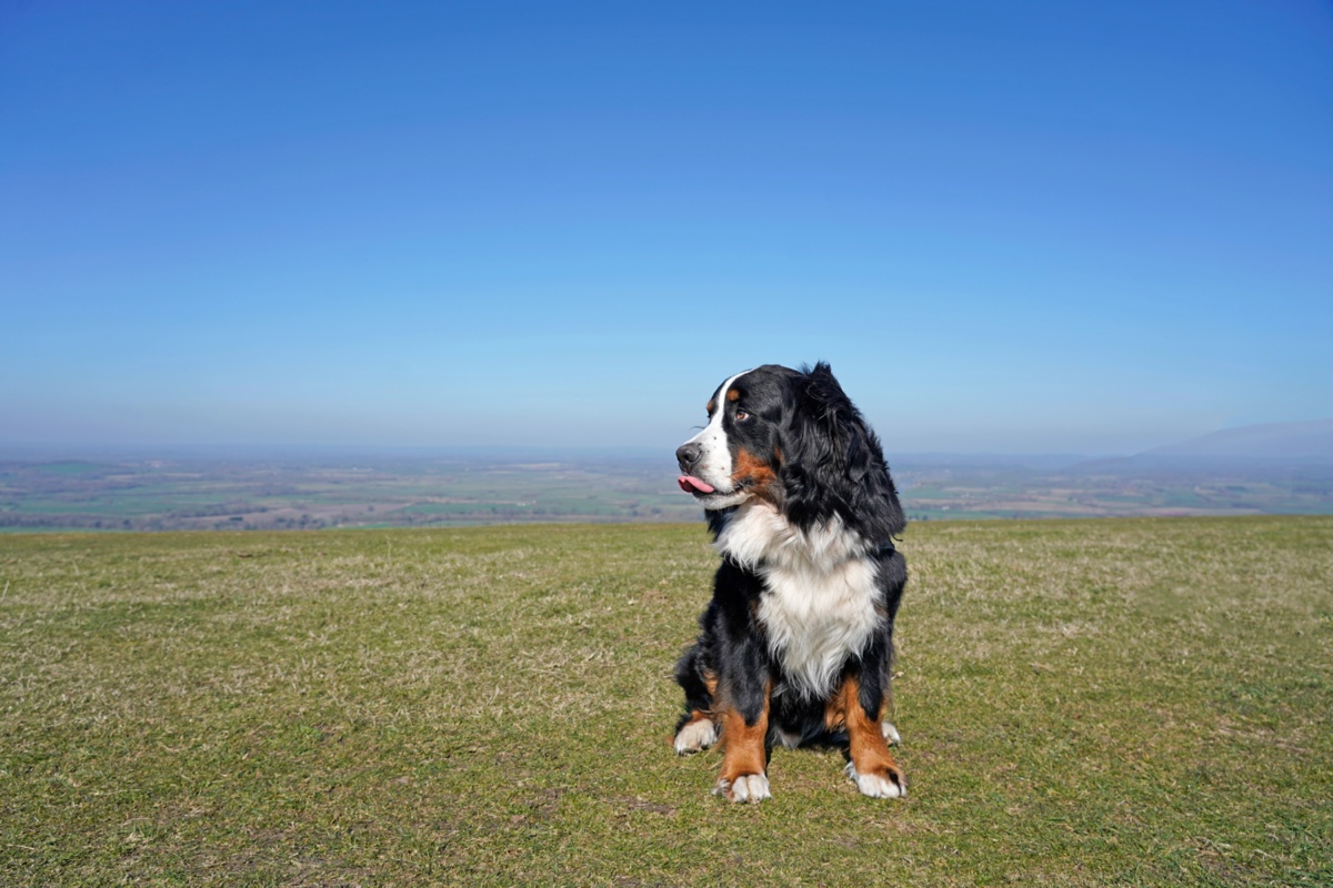 A Bernese Mountain Dog sitting on Firle Beacon in Sussex