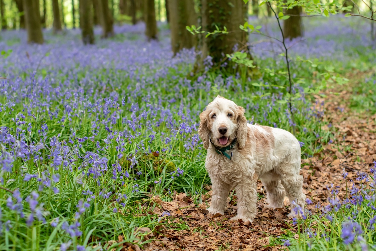 A cocker spaniel on a path through bluebell woods in Wales