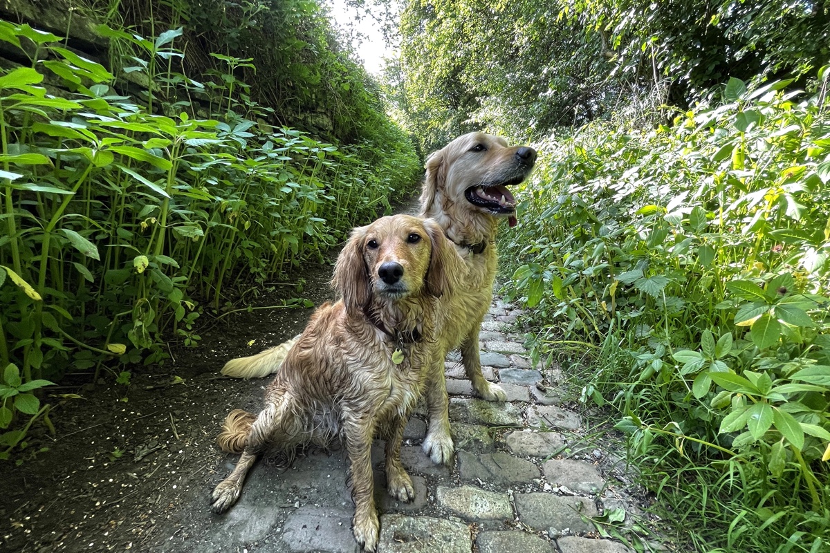 Two golden dogs on a leafy stone path near Tyersal in Bradford, West Yorkshire